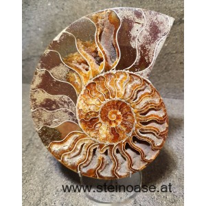 Ammonite Nr.4 - links